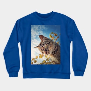 Cat outside portrait Crewneck Sweatshirt